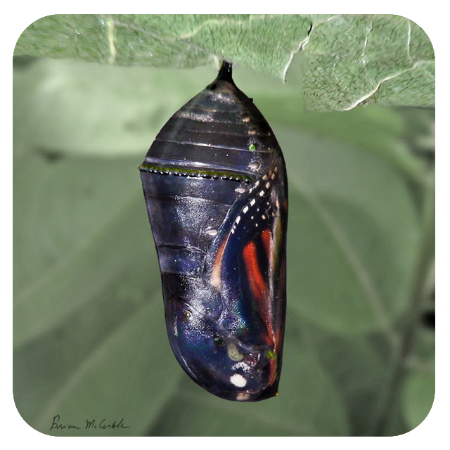(image for) Purple Monarch Chrysalis